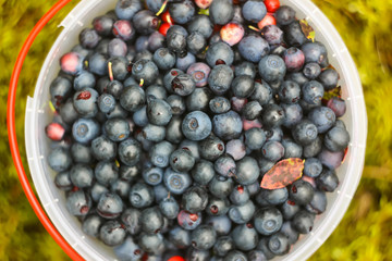 Wild blueberry in summer forest.