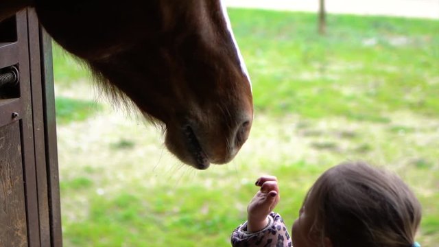 Beautiful little girl stroking horse on the head muzzle. Slow motion