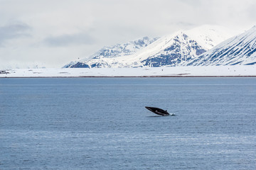 Wal in der Arktis
