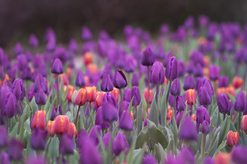 Tulpen