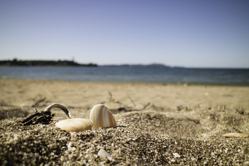 shell beach ocean