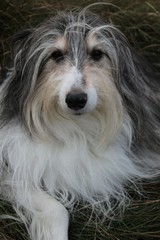 süßer Bearded Collie liegt im Gras, Hund, Langhaar, Hunderasse, Familienhund