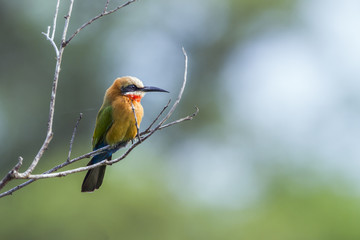 White fronted Bee eater in Kruger National park, South Africa