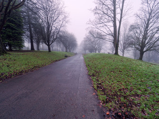 fogyy forest morning,Northern Ireland