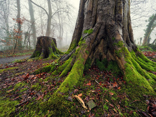 fogyy forest morning,Northern Ireland