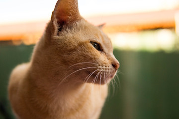 amazing orange cat close up shot, cat in phonm penh