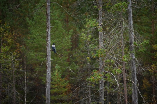 Corvus cornix. Mid-sized bird. Expanded throughout Europe. Photographed in Finland. Wild nature. Karelia. Beautiful picture. Bird. Autumn nature of Finland.