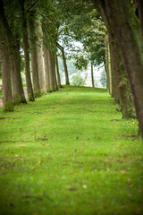 Recreational path in green park lined up with trees and grass