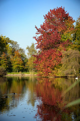 Shining red autumn tree on the edge of a lake