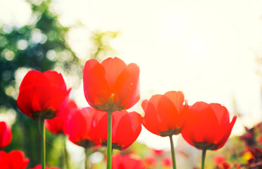 Blooming red tulips in the spring