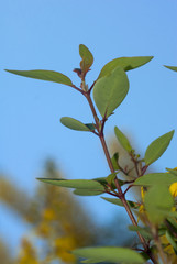 Fresh green branch of a tree