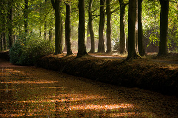 Fall in the woods of holland