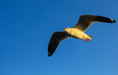 Seagulls are flying and sky blue.