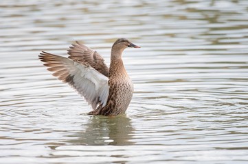 Female Thigh-headed Duck waving with wings