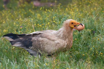 Egyptian vulture (Neophron percnopterus)