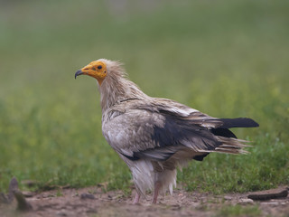 Egyptian vulture (Neophron percnopterus)