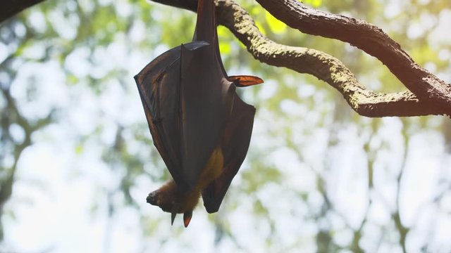 Lone Pteropus Flying Fox in the Wild, with Sound