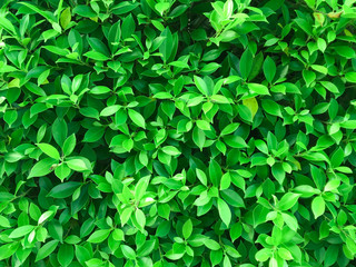 Fototapeta na wymiar Flat lay, Creative tropical green leaves pattern layout, Nature spring green concept