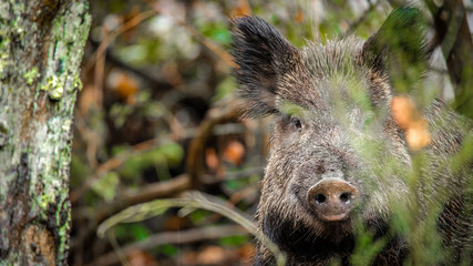 wild boar in the woods