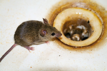 Small mouse in bath sink or drain hole in abandoned house