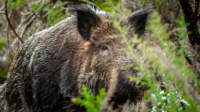 Wild Boar