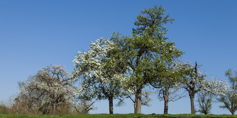 fruit blossom in spring