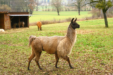 élevage de lamas en plein air à la campagne © Monique Pouzet