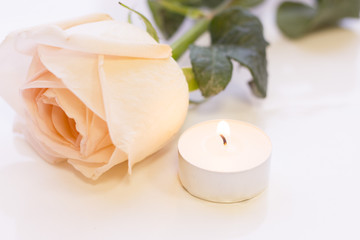 St. Valentine's Day concept with a beautiful cream rose and burning candle, close up, white background