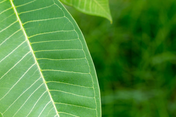 Texture of a green leaf as background