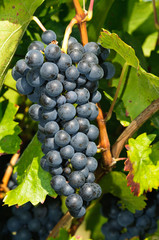 Trollinger-Weintraube