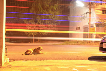 Speed light on the road and the fearless dog