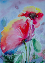 Poppies, watercolor paintings, fine art