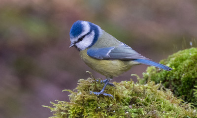 Blue Tit