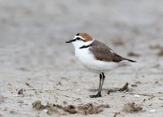 The male of a Kentish plover stands in the breeding plumage standing on the sand on a blurry light gray background. Close-up and detailed snapshot