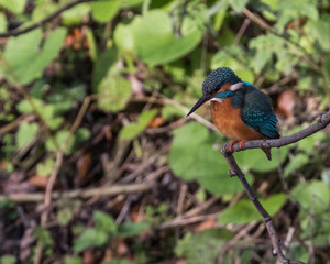 Kingfisher perched and fishing