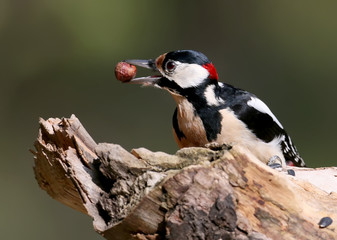 Close up photo of a  great spotted woodpecker with hazelnut in beak  sits on a log on blurred light...