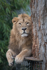 Fototapeta na wymiar Asiatischer Löwe auf Plattform liegend