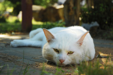 Naklejka na ściany i meble A white cat laying on the backyard to rest 