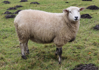 Closeup of Sheep on Mountain, Monmouthshire, Wales