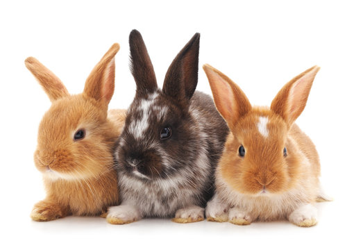 Three little rabbits.