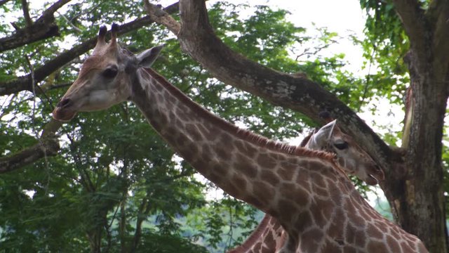 giraffe close-up in the jungle