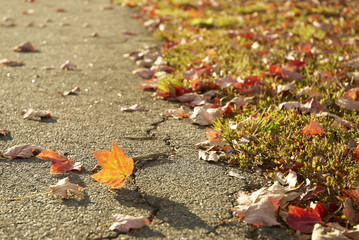This image shows an autumn view