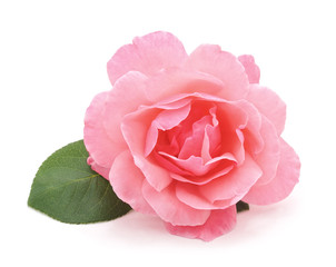 Beautiful pink rose.
