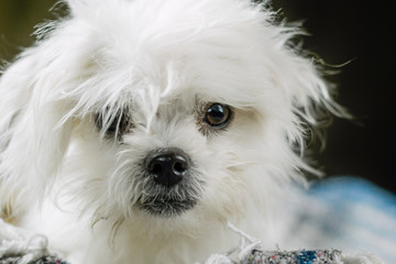 Fluffy Maltese Puppy