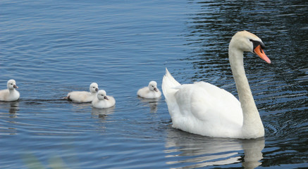 Mute Swan Family 