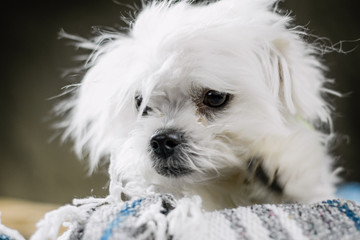 Fluffy Maltese Puppy
