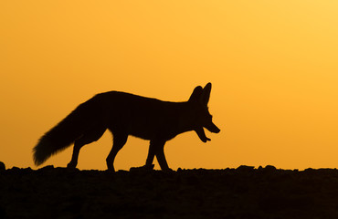 Fox at the first light in the morning.