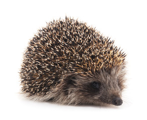 One brown hedgehog.