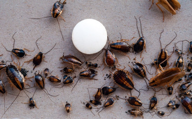 A large number of dead cockroaches who died after falling into a trap. Stuck to the floor near the...