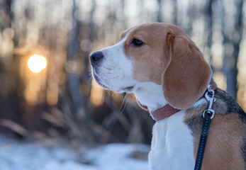 Beagle dog on a walk on a winter evening